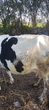 ગાય વેચવાની છે
7567711567