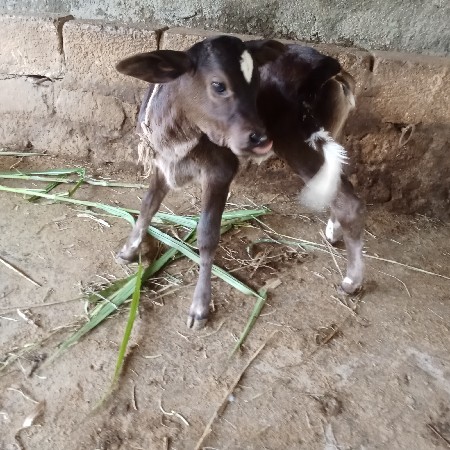 થંબનેલ 2