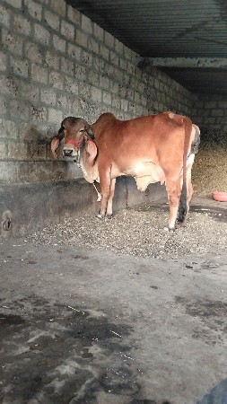 थंबनेल 2