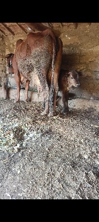 દેશી ગાય