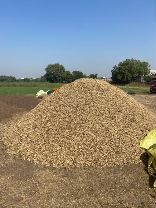 જી —20   મગફળી કોરી છે. 8980946965