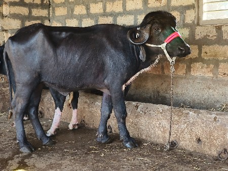 જાફરાબાદી ખળેલા વેચવાના છે