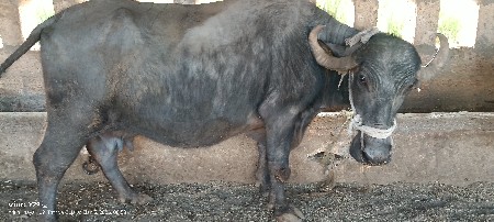 થંબનેલ 3