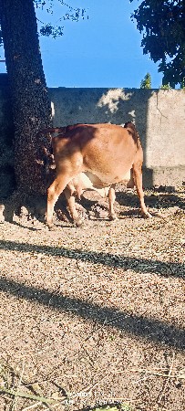 थंबनेल 4