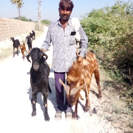 બે બોકડા વેસવાના શે