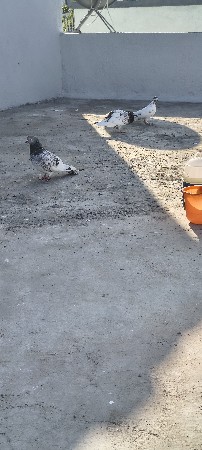 थंबनेल 3