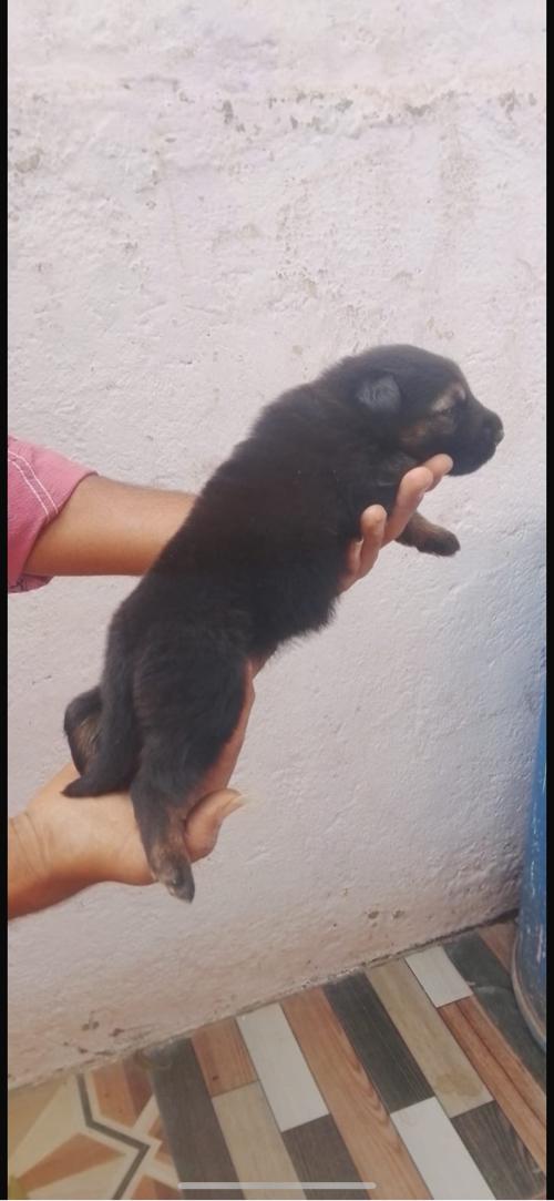 Dubal coat meal papy Rajkot