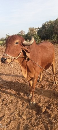 1 એક વાવણીનો ગોટલો છે ડાભી જમણી બાજ