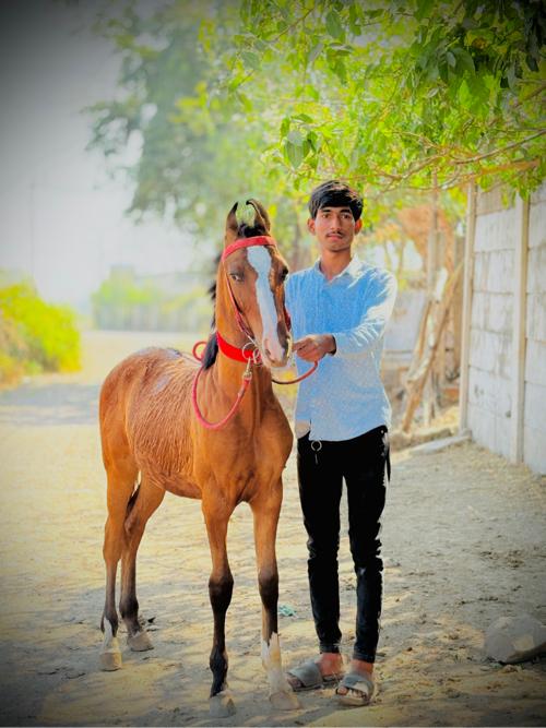 Ghodo devman che bal bhamri no choko che