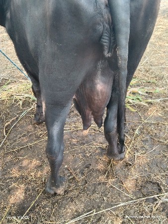 બે ભેશુ વેચવાની છે