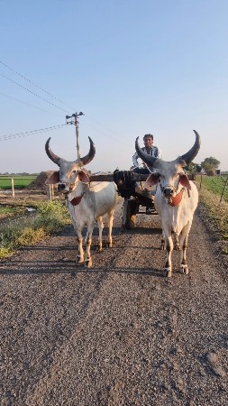 બળદ વેચવાના છે