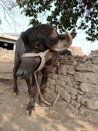 થંબનેલ 3