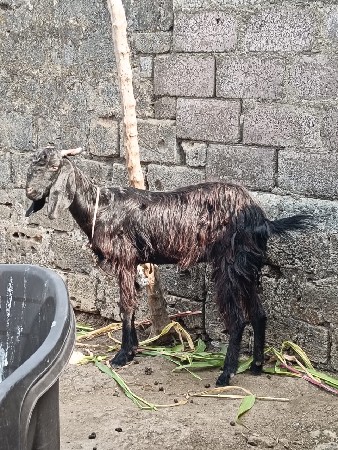 થંબનેલ 3