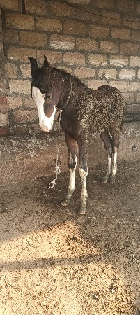 વસેરો વેચવાનો સે