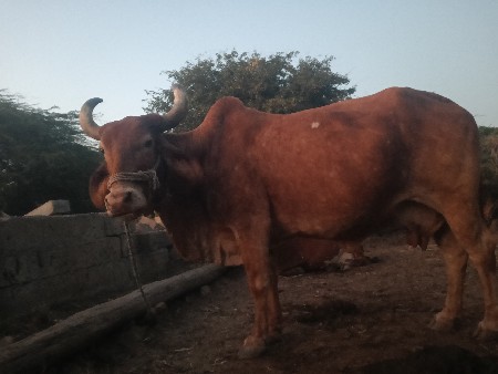 थंबनेल 3