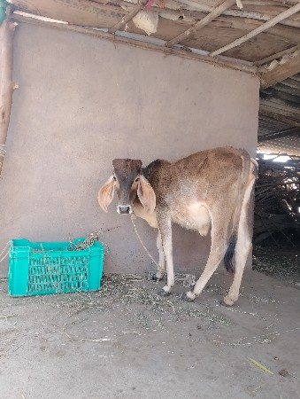 વાસડી દેવાની છે