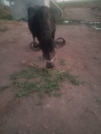 थंबनेल 3