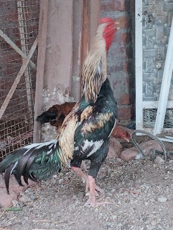 લતીફ. ભાઇ.