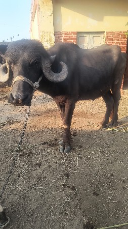 थंबनेल 3