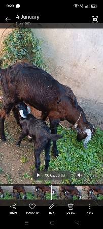 थंबनेल 3