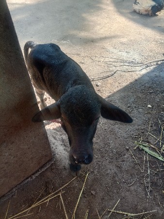 थंबनेल 3