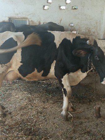 थंबनेल 3