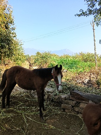 વછેરી કિંમત એક લાખ (૧૦૦૦૦૦