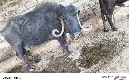 थंबनेल 2