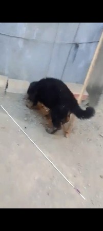 જર્મન શેફર્ડ ફીમેલ ડબલ કોટ