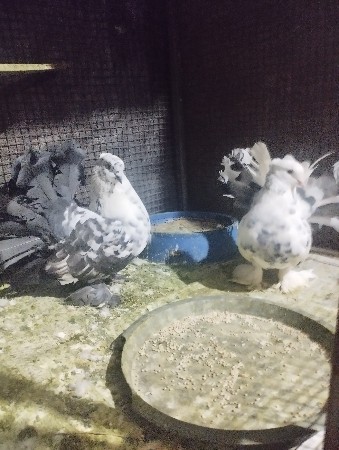 કબુતર દેવાના છે