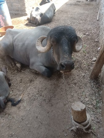 थंबनेल 2