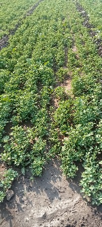 મેથિવેશવાનિછે