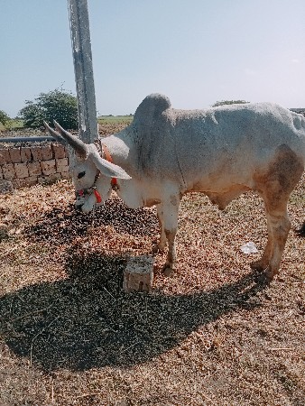 थंबनेल 2