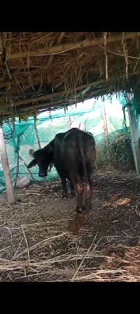 9723197610 ફોન કરો