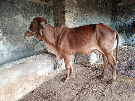 थंबनेल 3