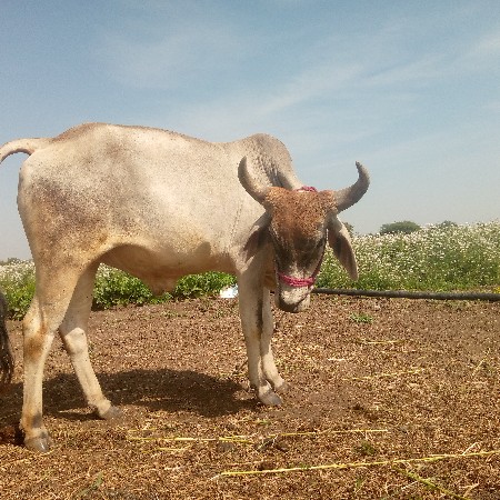 ગોંઢલા છે
વેચવાના છે
૬ દાત છે
ફ