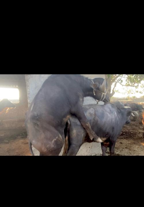 थंबनेल 3