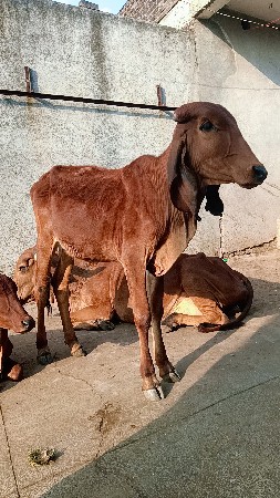 gir vasdi vesvani se