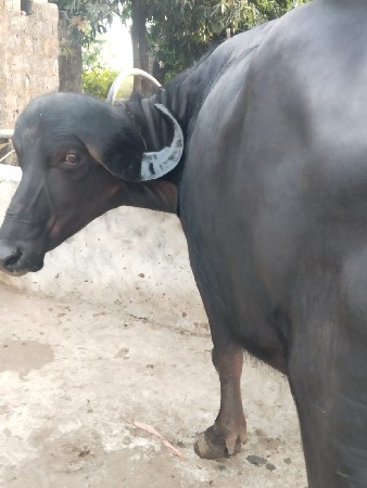 थंबनेल 3