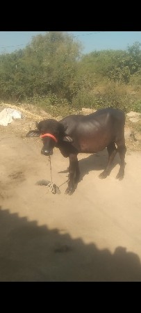 थंबनेल 2