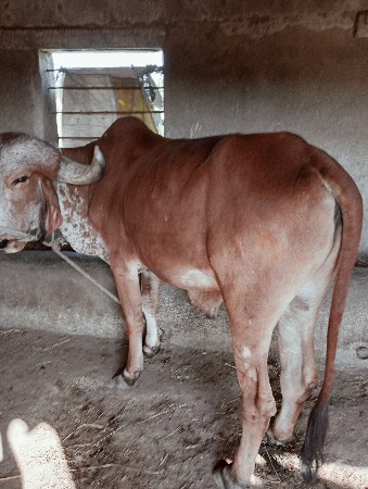 બળદ વેચવાનો છે