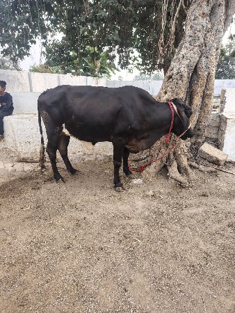બે એસબ ઓડકી વેચવાની છે