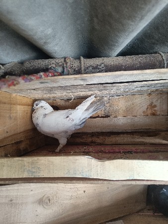 કબૂતર વેચવાના છે