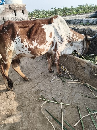 2.ગાય સાથે ભેંસ ના સાટા