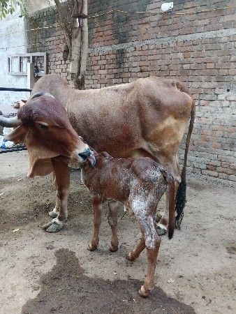 થંબનેલ 2