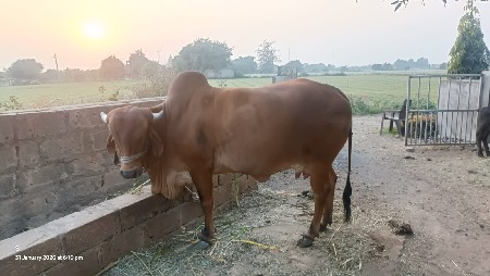 थंबनेल 3