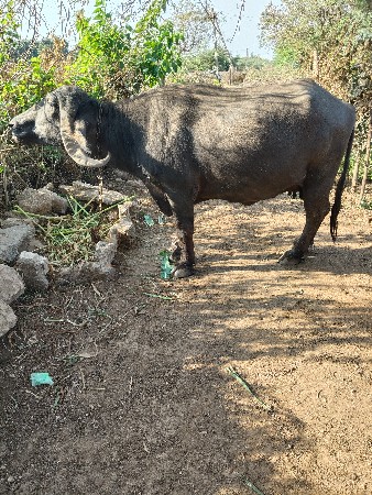 थंबनेल 3