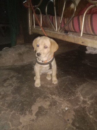 લેબરા ડોગ ફિમેલ