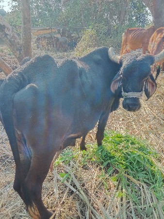 કૌંસ.25..દિની.કાચિ.3.વેટર.