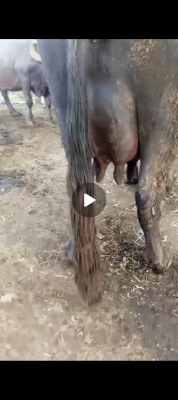 ભેંસ વેસવાણી છે